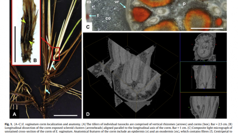 X-ray lCT imaging technique reveals corm microstructures of an arctic-boreal cotton-sedge, Eriophorum vaginatum